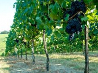 A Fattoria Ca' Rossa il Premio Romagna