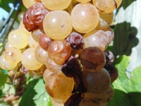 Pronta per l'assaggio la nuova Albana sfusa vendemmia 2014