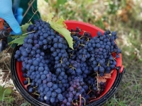 Festeggia anche tu i 60 anni di vendemmia di Fattoria Ca' Rossa