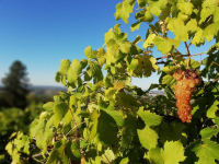 Vino e salute: io a questo gioco non ci sto più