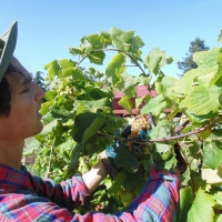 Vendemmia dell'Albana 2014