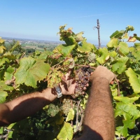 Vendemmia dell'Albana 2014