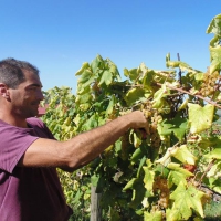 Vendemmia dell'Albana 2014