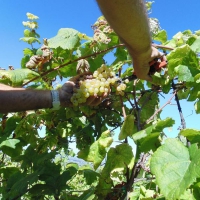 Vendemmia dell'Albana 2014