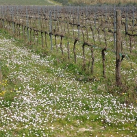 I vigneti di Fattoria Ca' Rossa