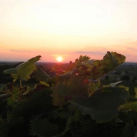 Tramonto in Vigna