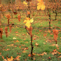 Albana vendemmia tardiva