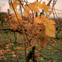 Albana vendemmia tardiva