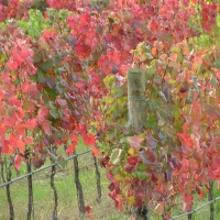 Autunno in Vigna