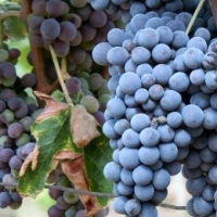 Sangiovese