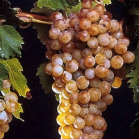 Malvasia