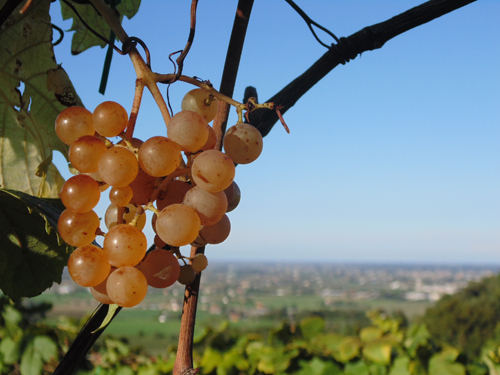 albana-di-romagna