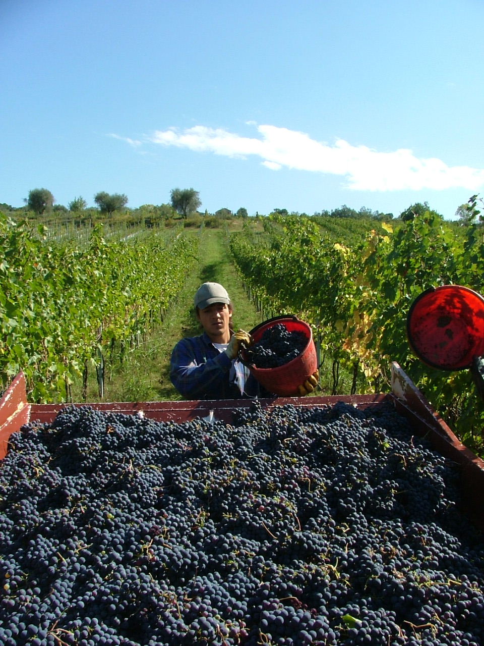 sangiovese di romagna