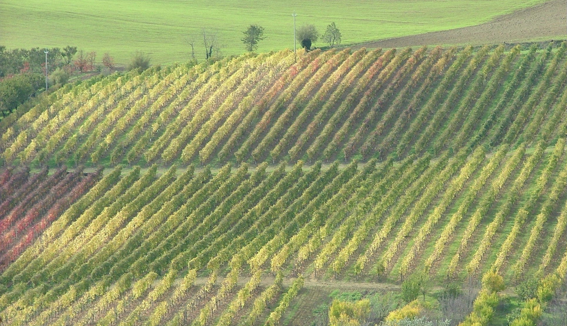 Pagadebit di Romagna