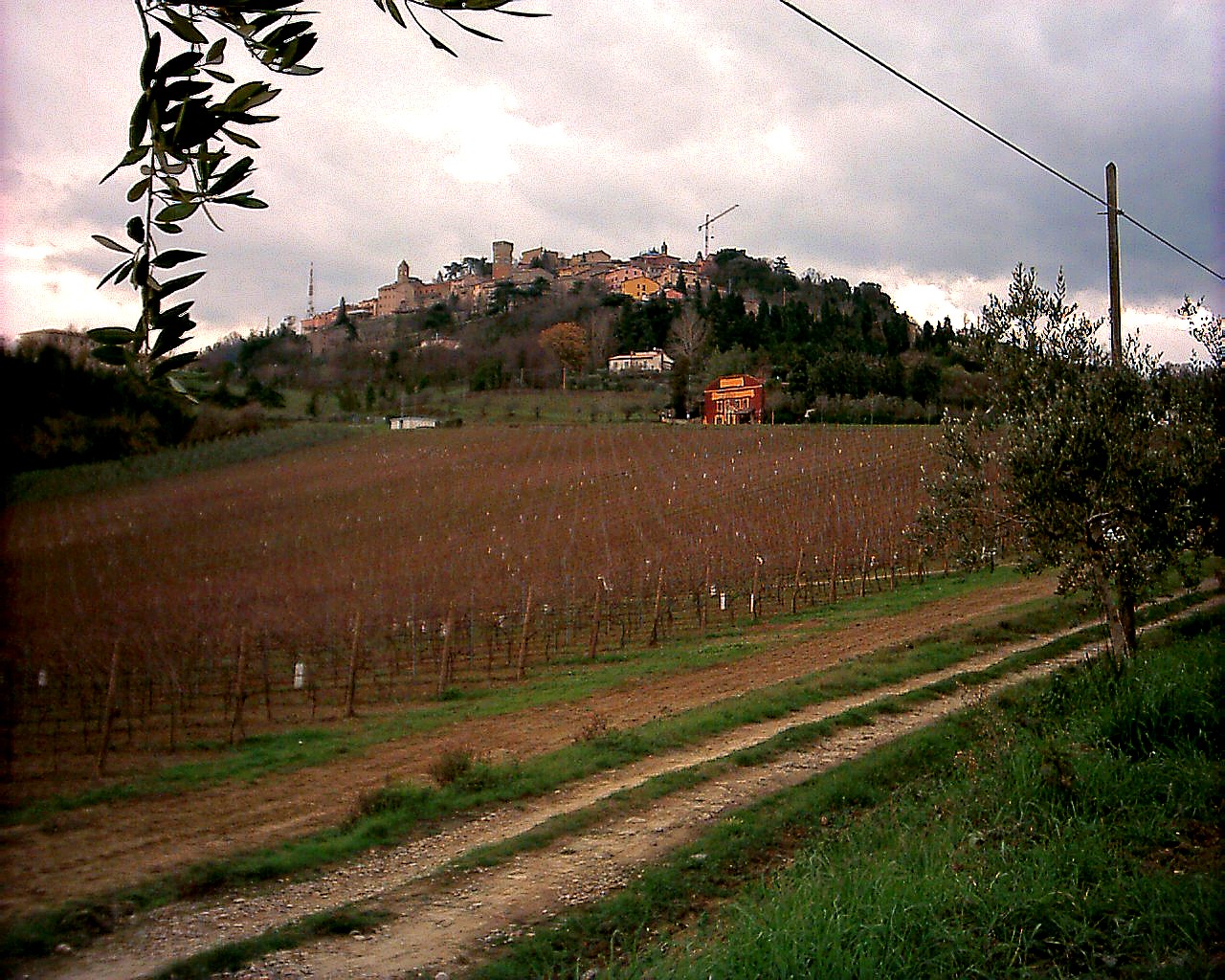 I vigneti del colle di Bertinoro