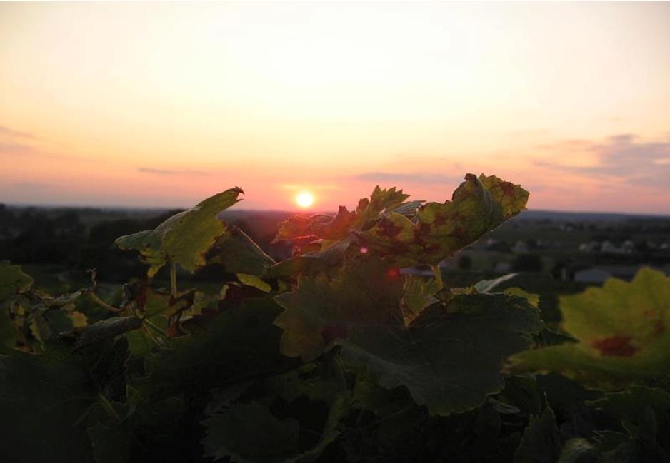 sangiovese romagna